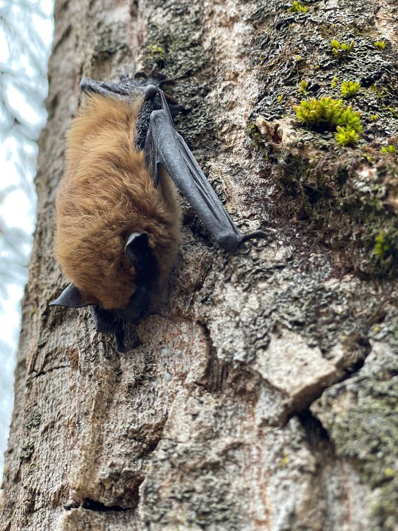 A big brown bat resting on tree bark, wings folded against its body