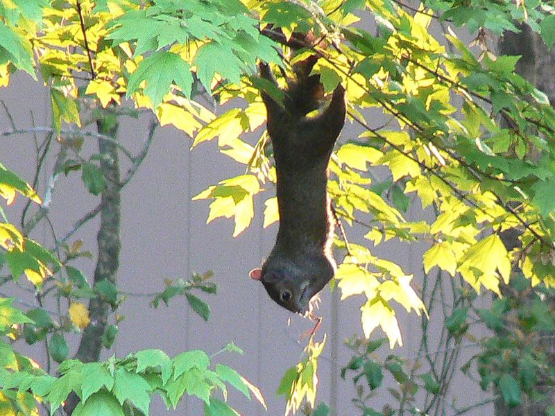An eastern grey squirrel hanging head-down from the trunk of a tree