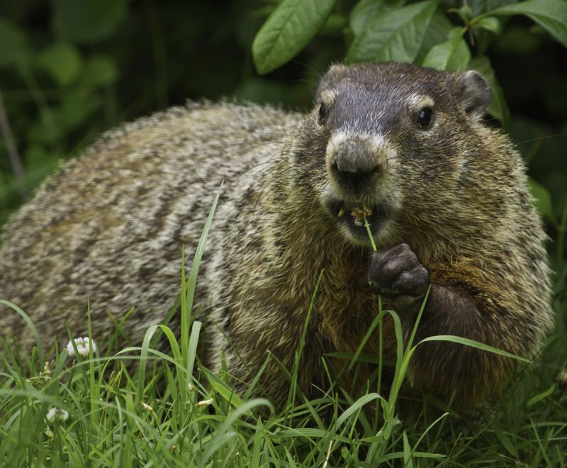 A groundhog sitting up in grass, eating a flower