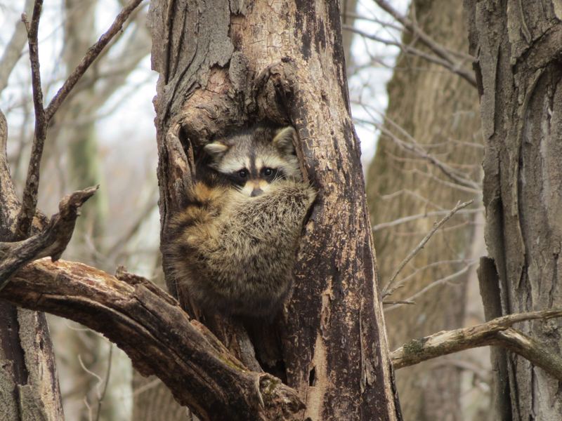 A raccoon curled up inside a tree cavity, tail over its face, looking out